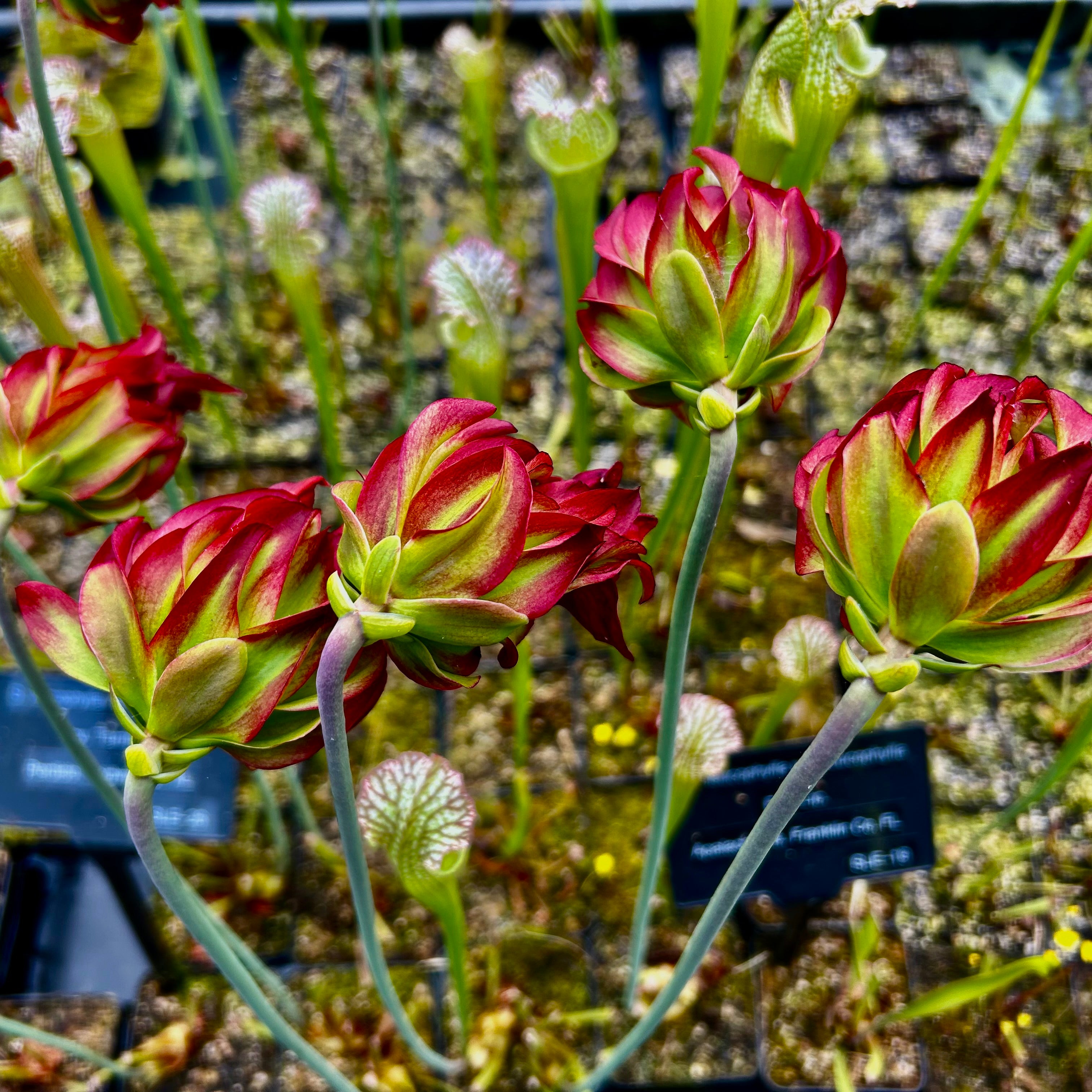 Sarracenia leucophylla var. leucophylla - cv. Tarnok'