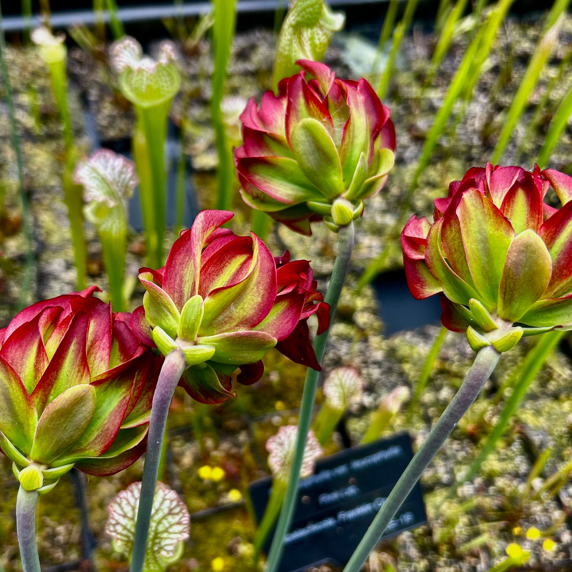 Sarracenia leucophylla var. leucophylla - cv. Tarnok'