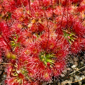 Drosera x legrandii