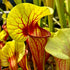 Sarracenia x exornata 'Peaches & Cream'