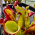 Heliamphora ‘Cyclops’ HXX-5