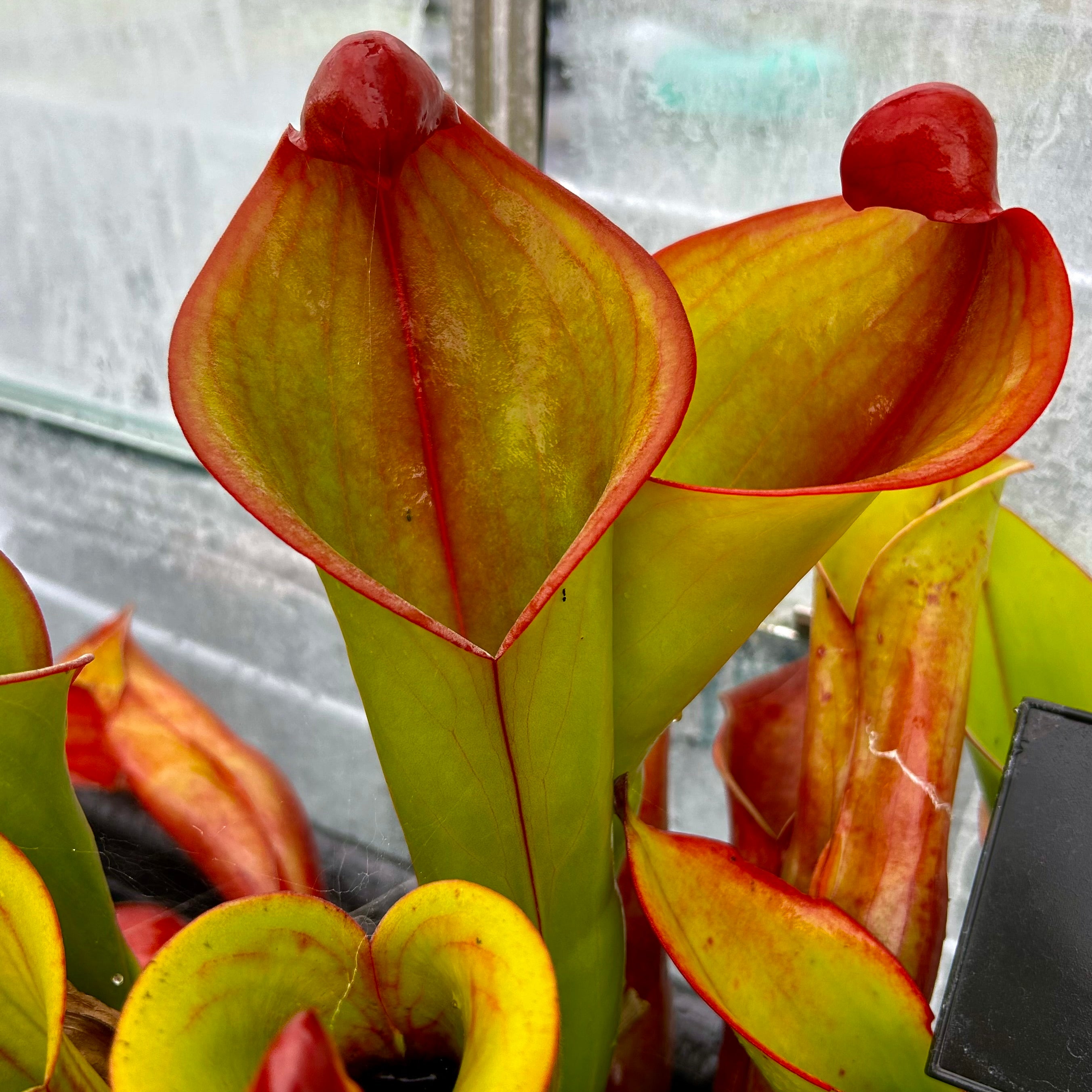 Heliamphora ‘Cyclops’ HXX-5