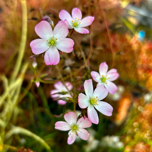 Drosera binata var. multifida - Pink Flower, Australia DBI-5