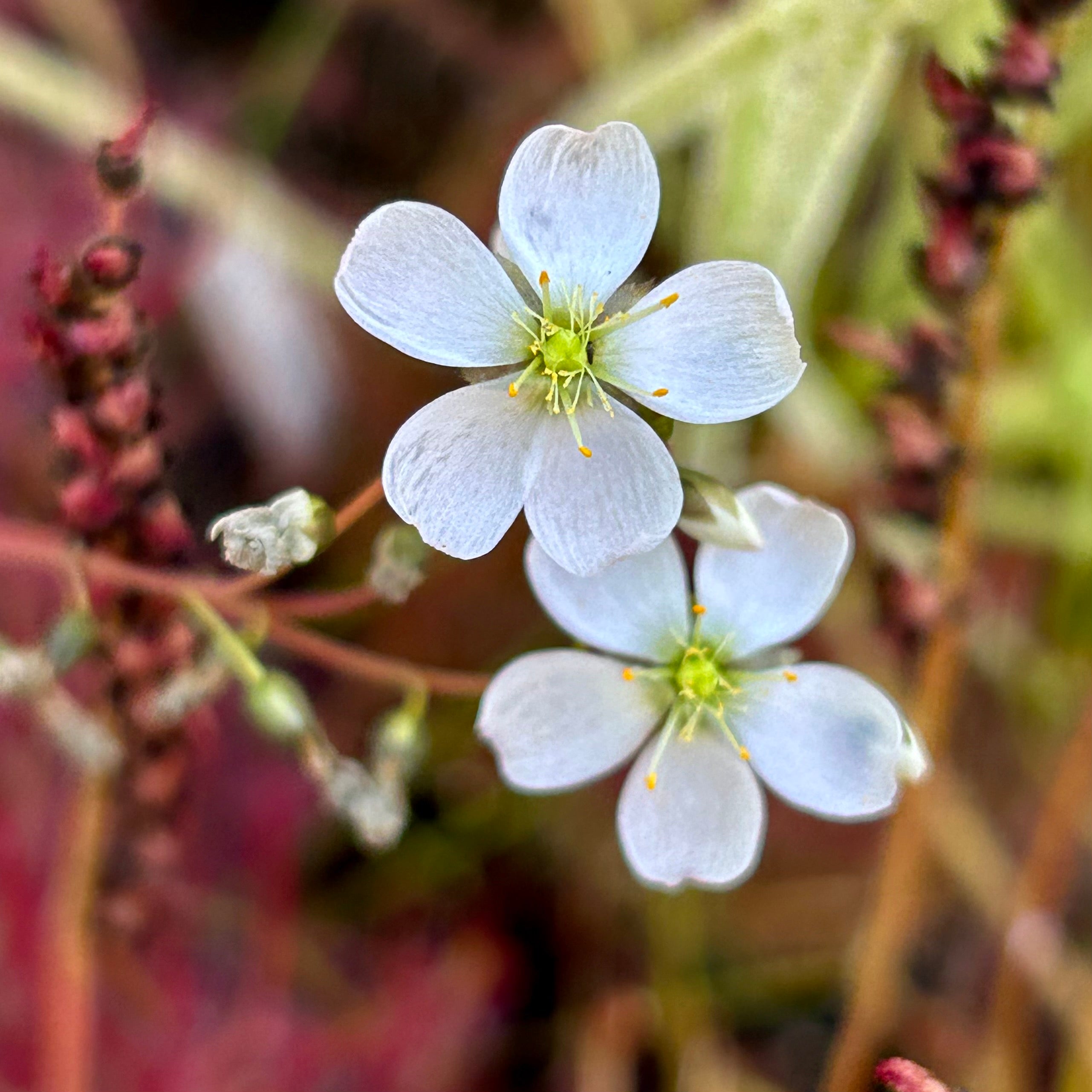 Drosera binata var. multifida - Australia DBI-4