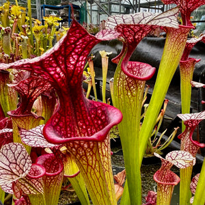 Sarracenia x moorei cv. 'Adrian Slack'