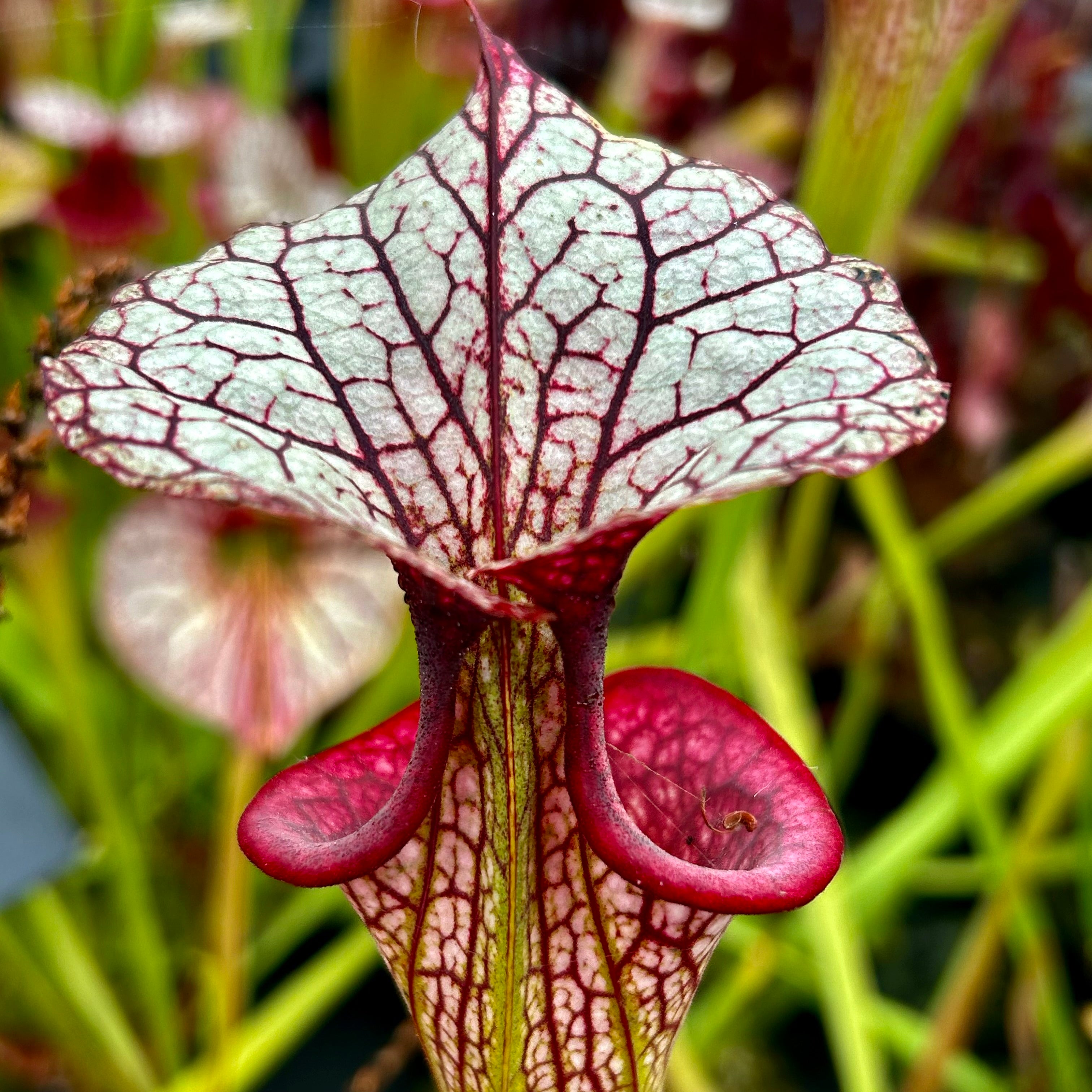 Sarracenia x moorei cv. 'Adrian Slack'