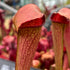 Sarracenia minor x oreophila