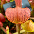 Sarracenia minor x oreophila