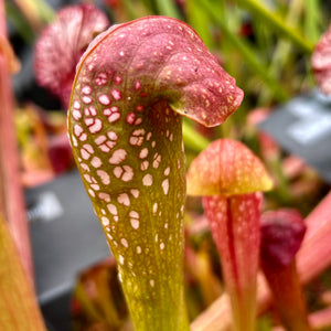 Sarracenia cv. 'Judy'