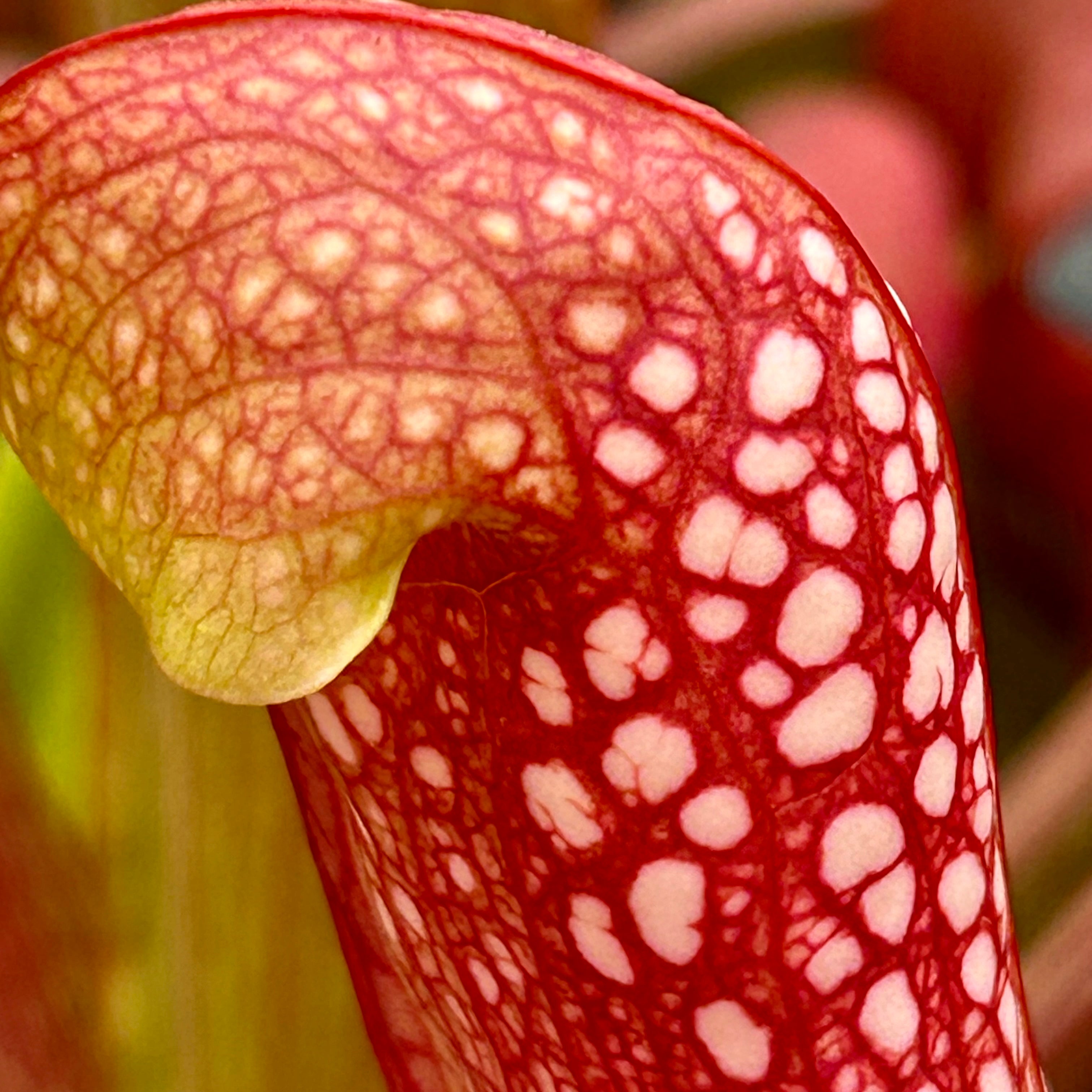 Sarracenia cv. 'Judy'