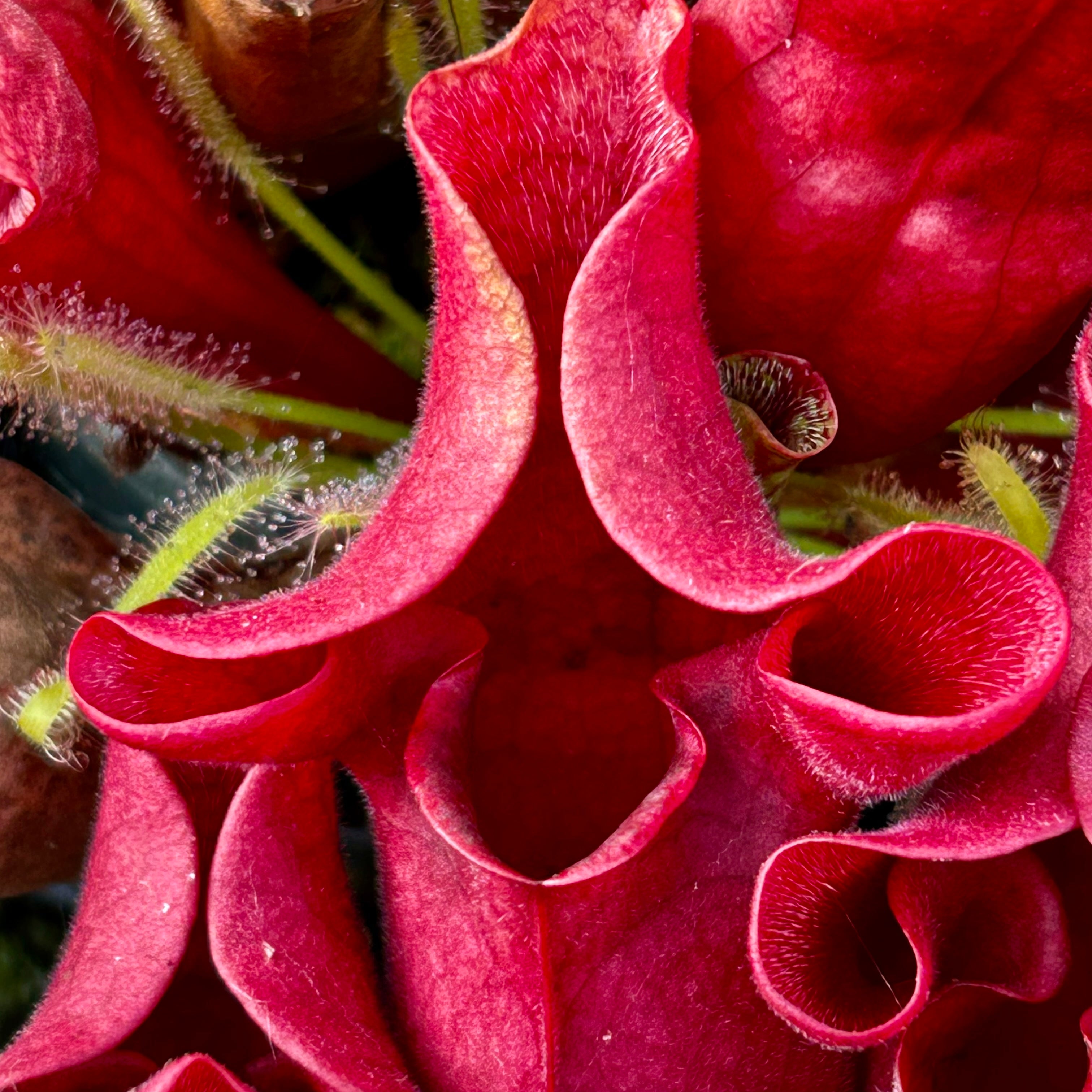 Sarracenia purpurea subsp. venosa - Lipless Form