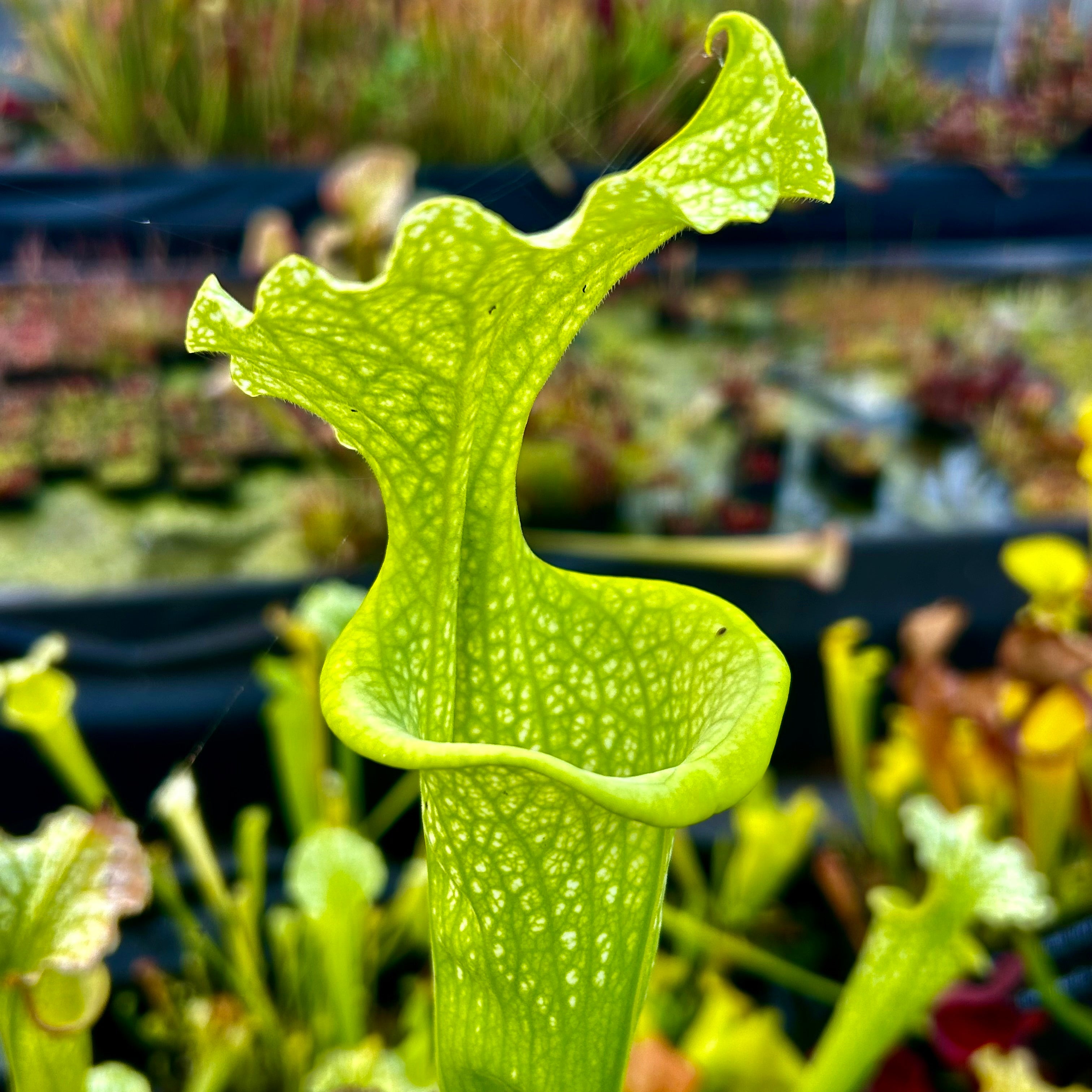 Sarracenia x moorei - Anthocyanin Free