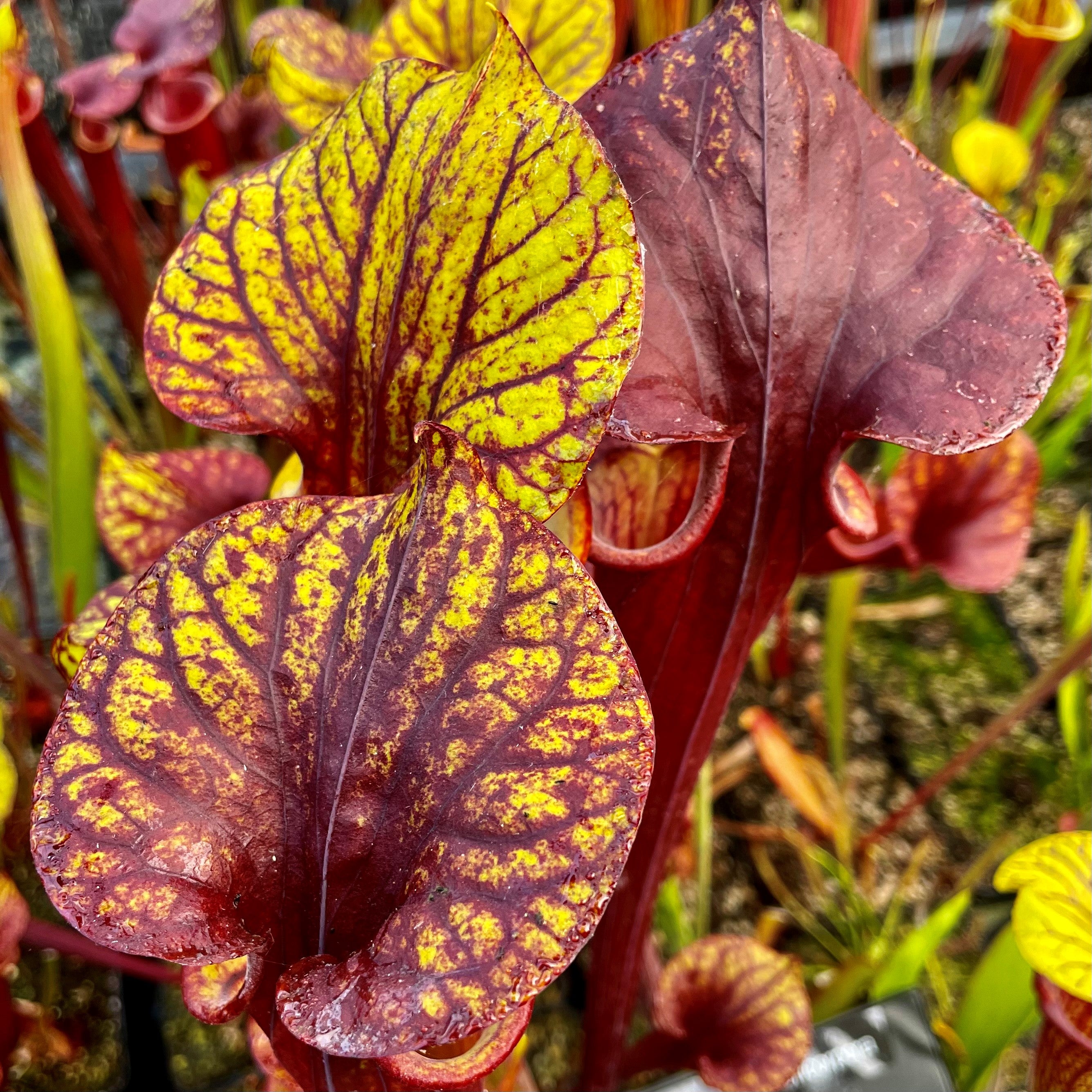 Sarracenia flava var. atropurpurea - Giant Maroon/Purple, Santa Rosa Co., FL MKF45