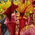 Sarracenia flava var. atropurpurea - Giant Maroon/Purple, Santa Rosa Co., FL MKF45