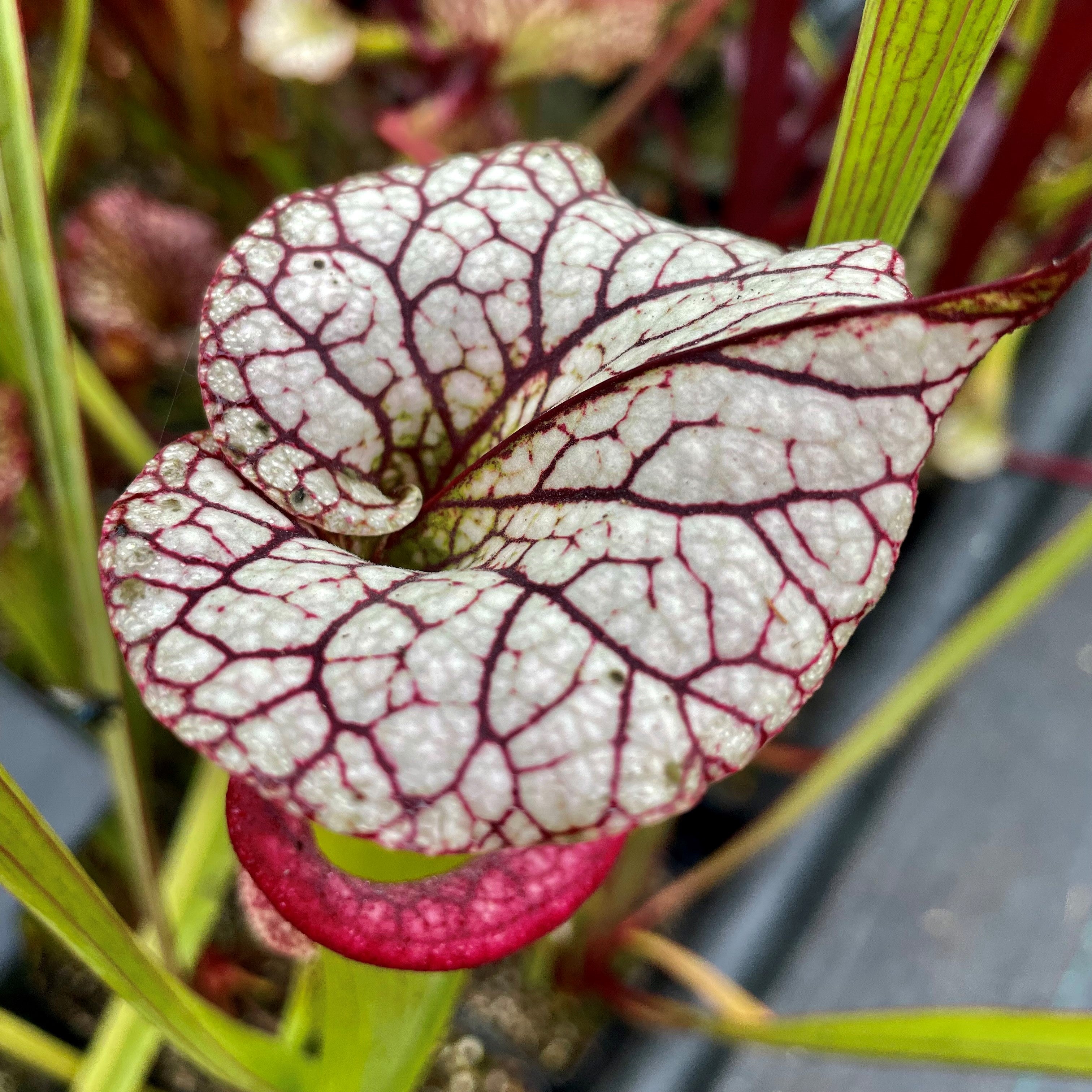 Sarracenia x moorei cv. 'Adrian Slack'