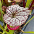 Sarracenia x moorei cv. 'Adrian Slack'