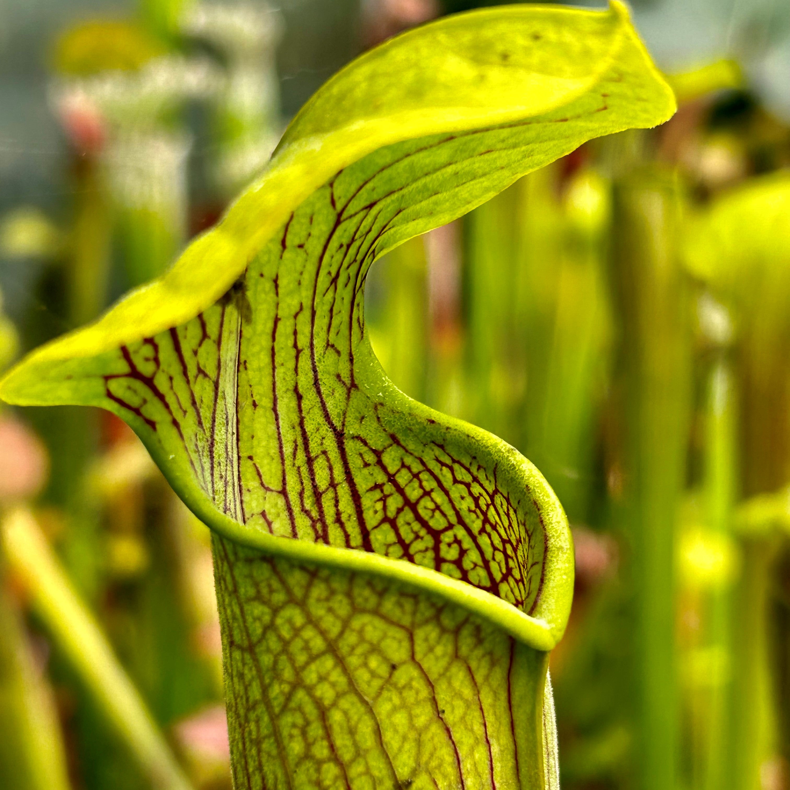 Sarracenia alata var. alata - Typical form