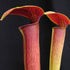 Sarracenia alata var. atrorubra - Orange/Pink, Jackson Co., MS