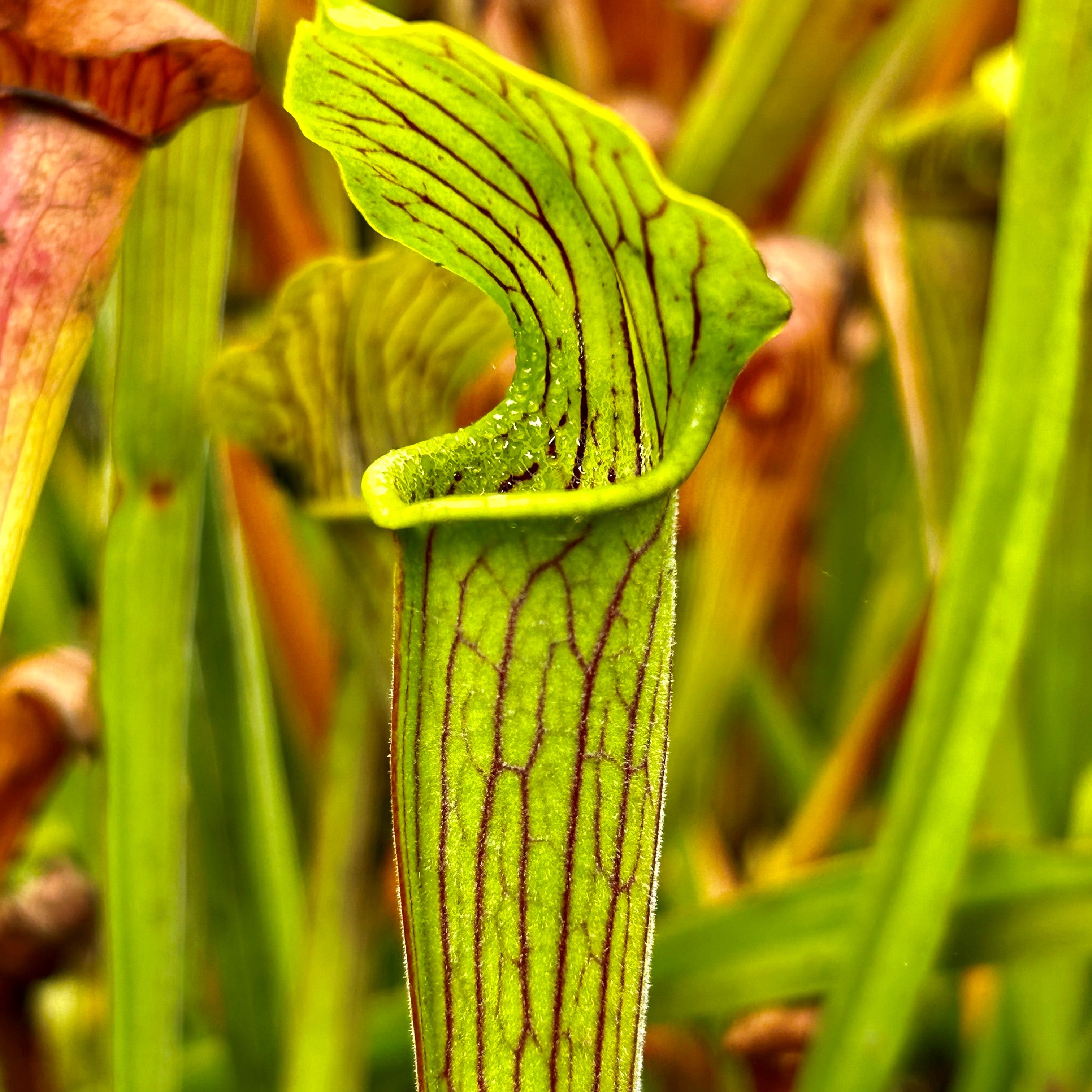 Sarracenia alata var. alata - Citronelle, Mobile Co., Alabama