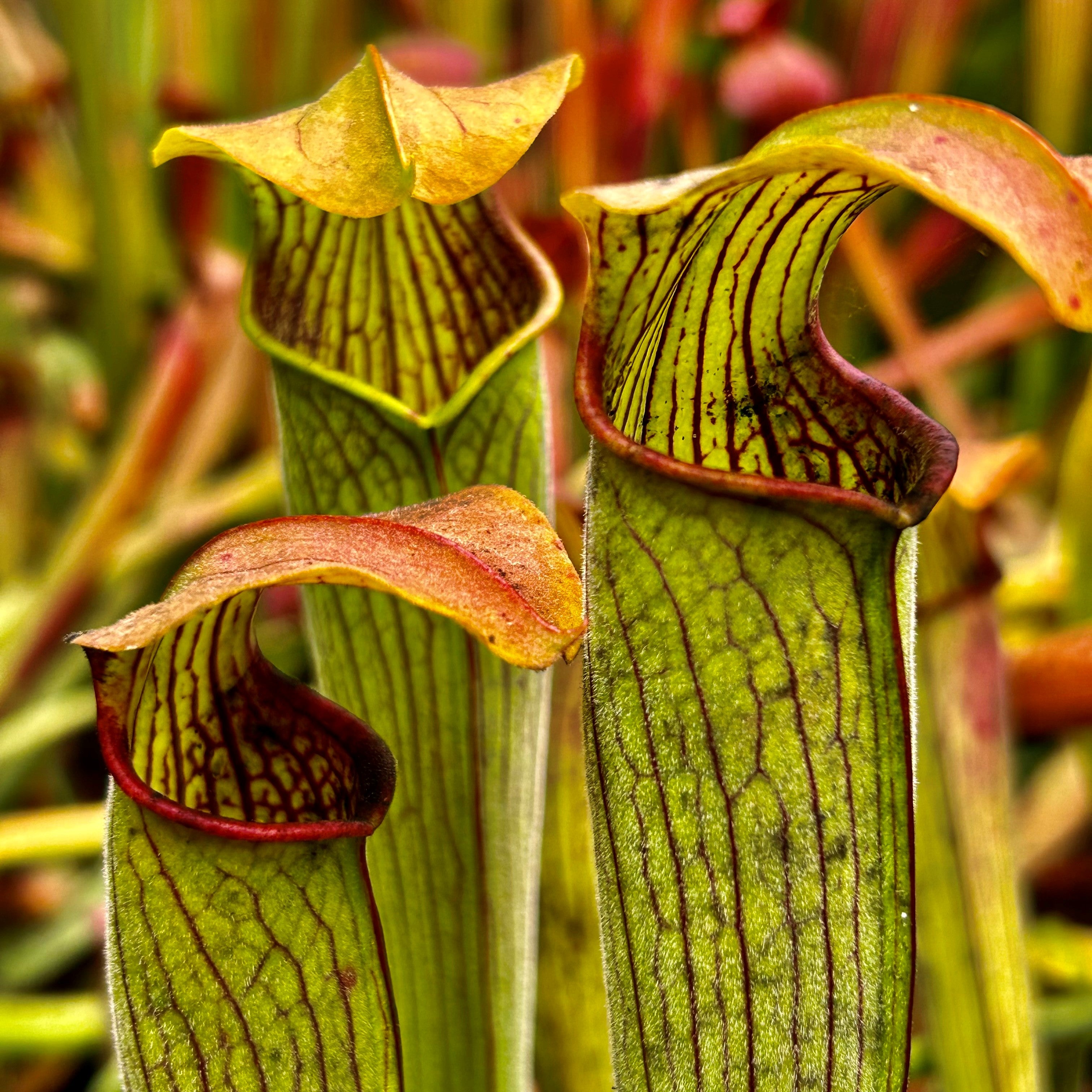 Sarracenia alata var. cuprea - Deer Park, Washington Co., Alabama