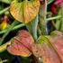 Sarracenia alata var. cuprea - Deer Park, Washington Co., Alabama