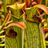 Sarracenia alata var. cuprea - Deer Park, Washington Co., Alabama