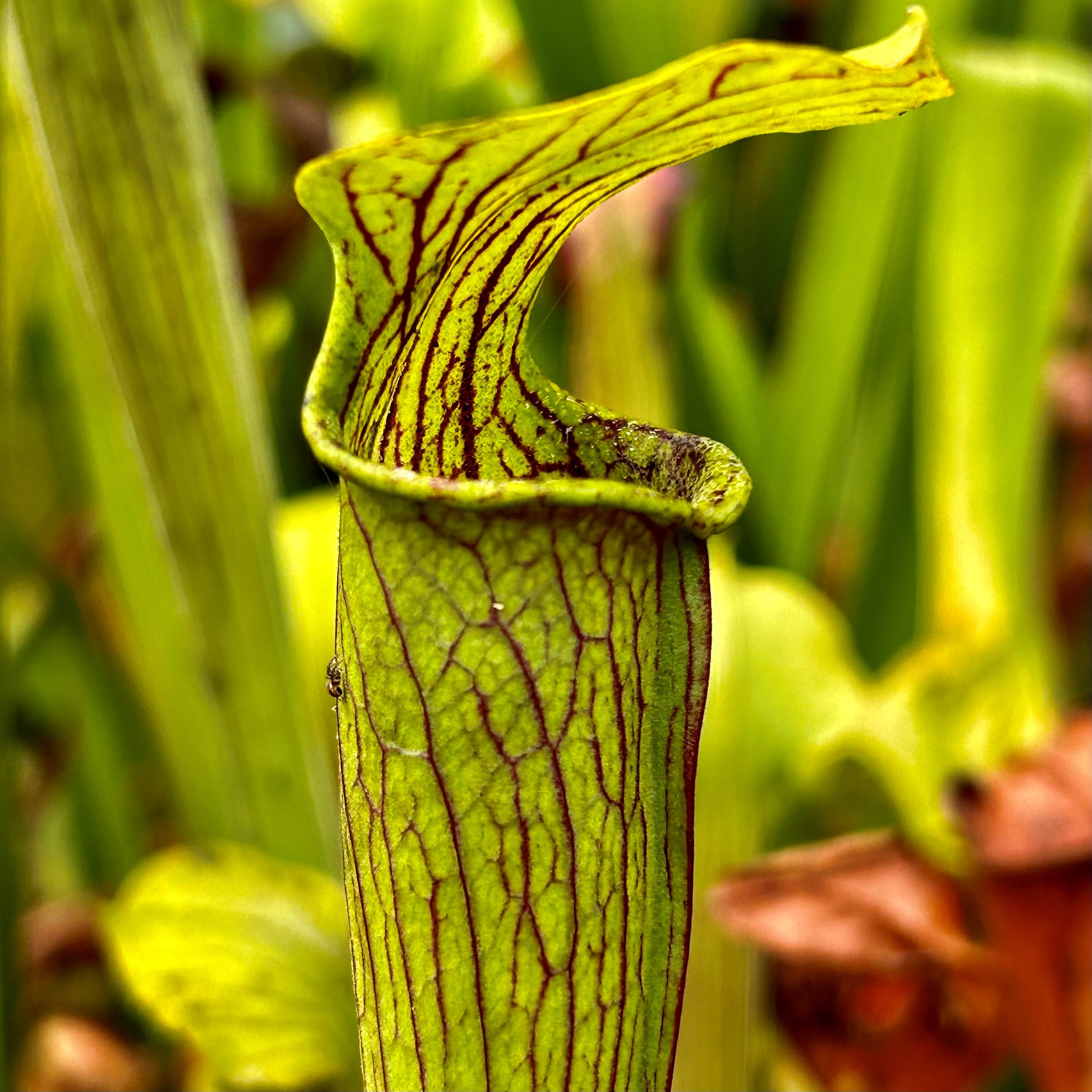 Sarracenia alata var. alata - Hilltop Lakes, Leon Co., Texas