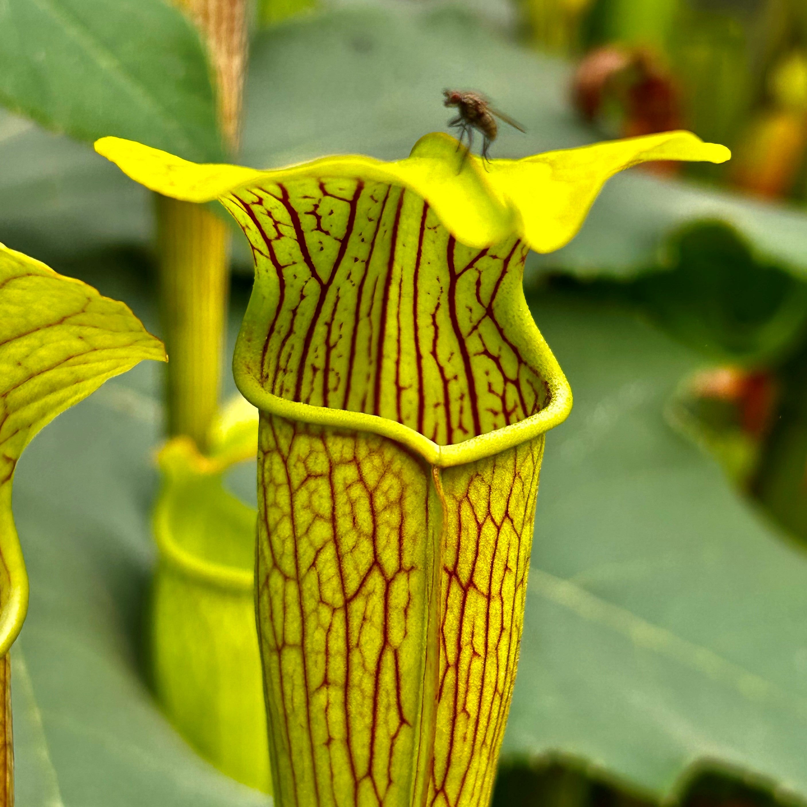 Sarracenia alata - Mixed Clones, Highway 15, Stone Co, Mississippi