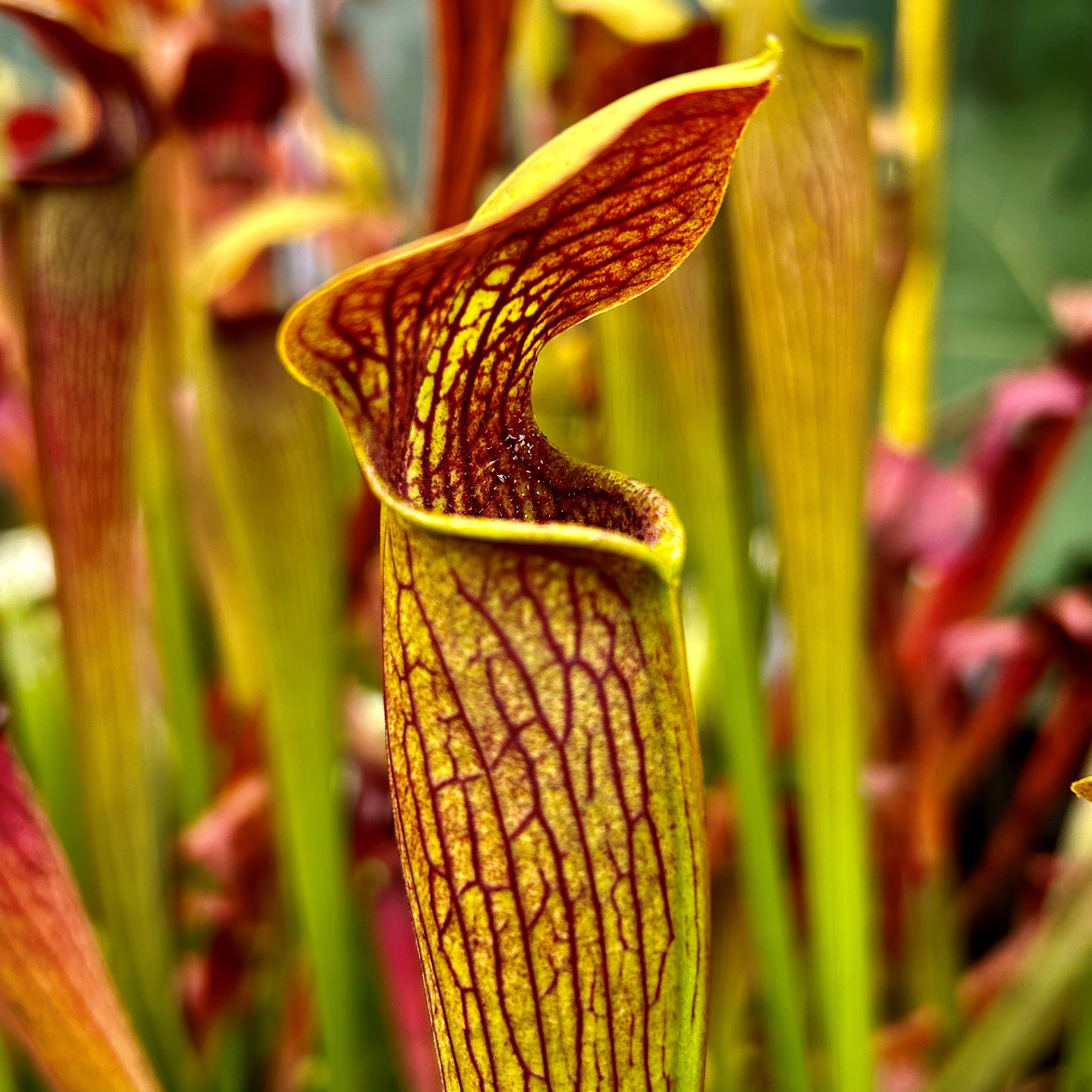 Sarracenia alata var. rubrioperculata - Red Lidded Form