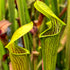 Sarracenia alata - Mixed clones, Jackson Co., Mississippi