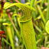 Sarracenia alata var. alata - Long lidded form