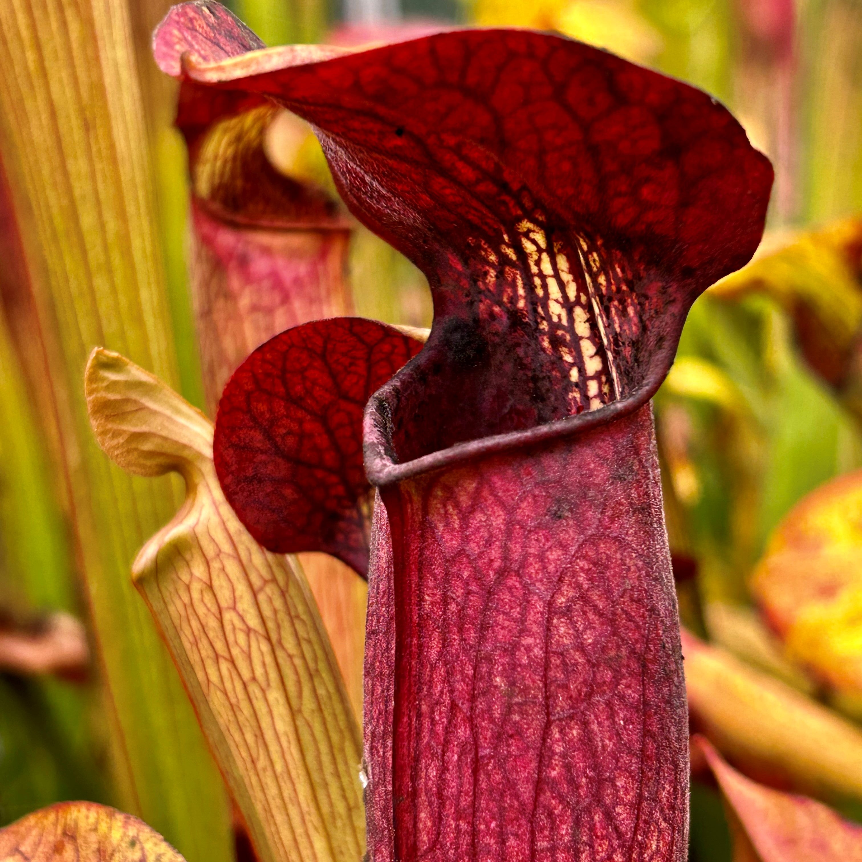 Sarracenia alata var. nigropurpurea - Olive Tube, Maroon interior, DeSoto, Stone Co., Mississippi