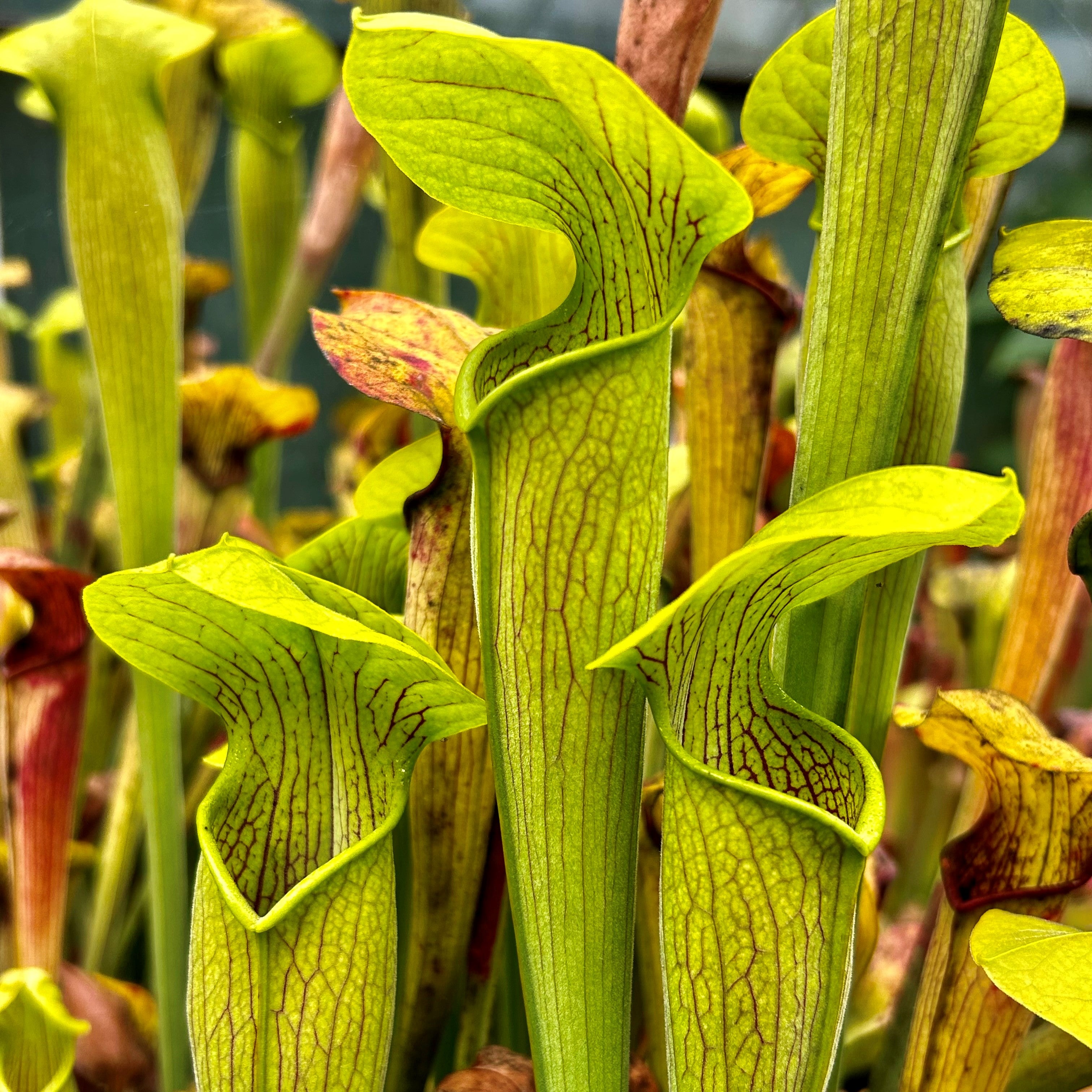 Sarracenia alata var. ornata - DeSoto, Stone Co., Mississippi