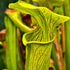 Sarracenia alata var. alata - Robertson Co., Texas