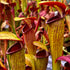 Sarracenia alata var. rubrioperculata - Perry Co., Mississippi