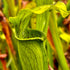 Sarracenia alata var. alata - Stocky pitchers, Vernon Parish, Louisiana