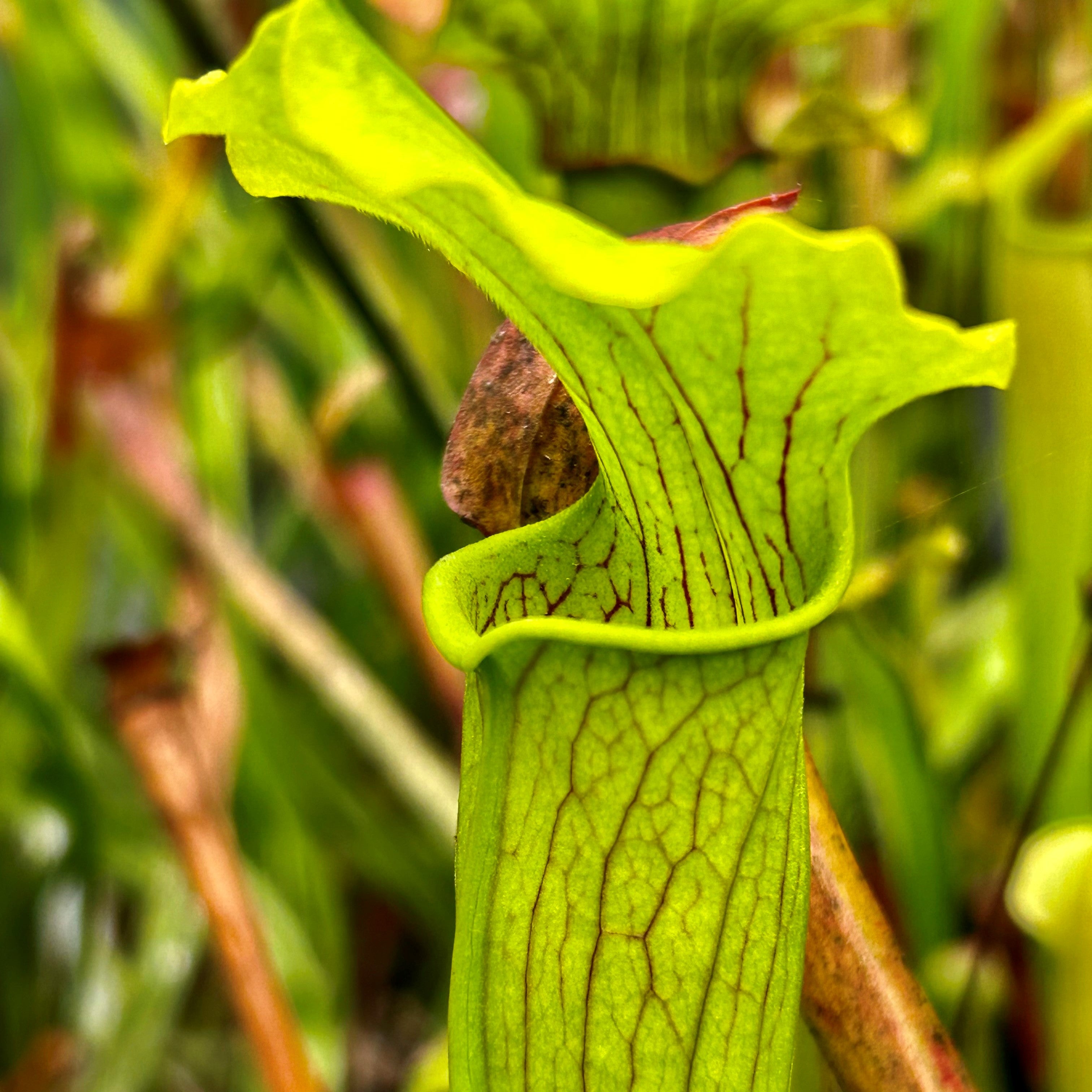 Sarracenia alata var. alata - Wavy lidded form