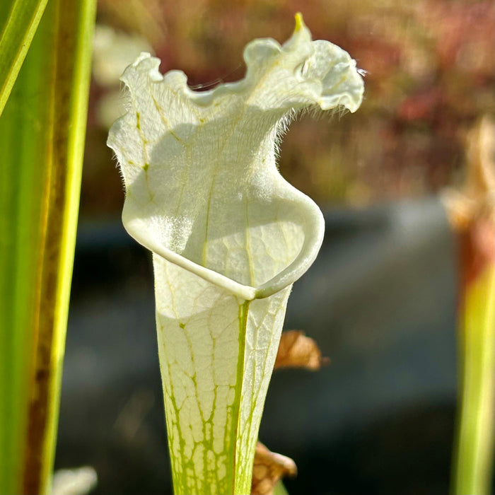 Sarracenia leucophylla var. alba - ex. Klein