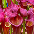 Sarracenia flava var. atropurpurea - Glossy Leaves