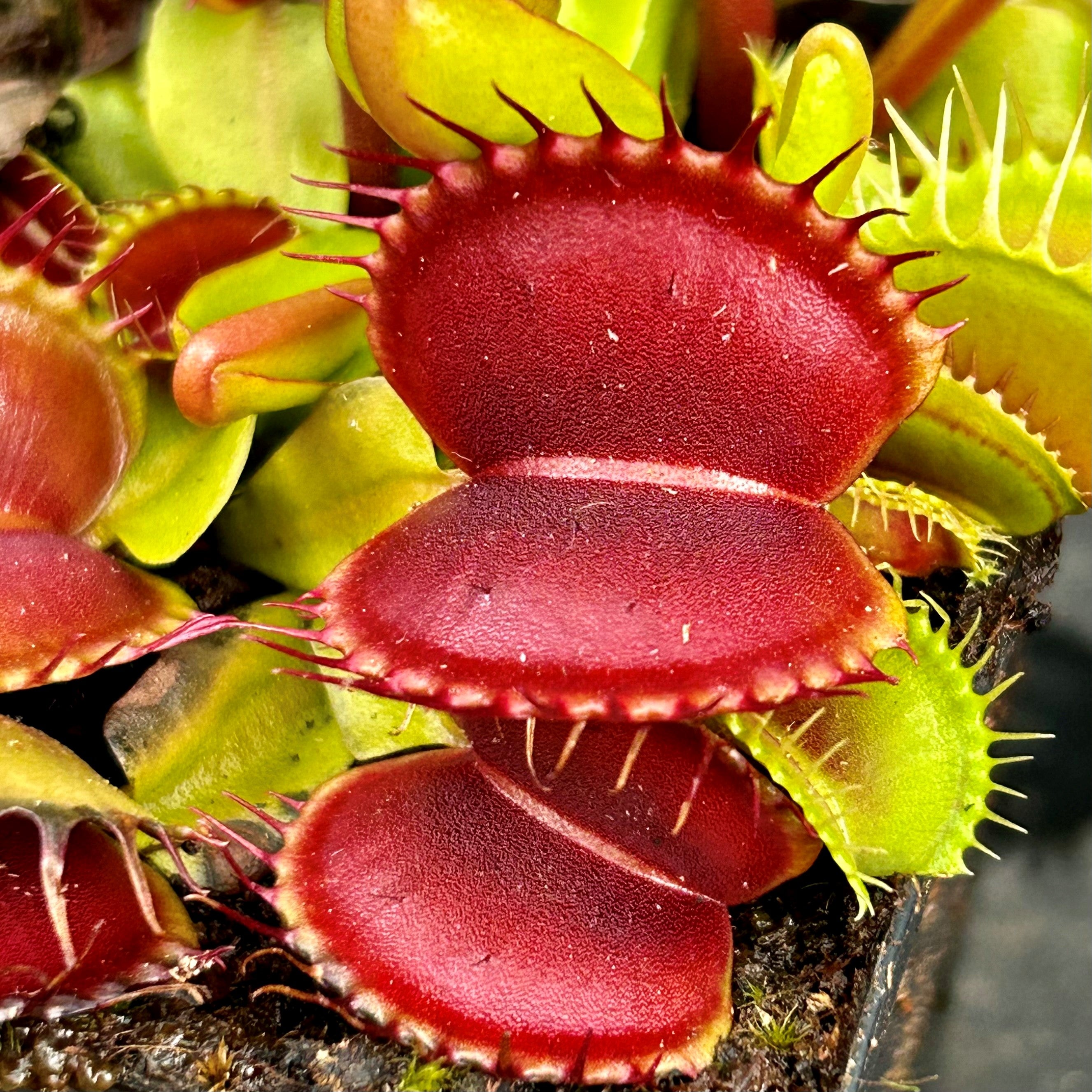 Dionaea muscipula - cv. 'Beastie Boy'