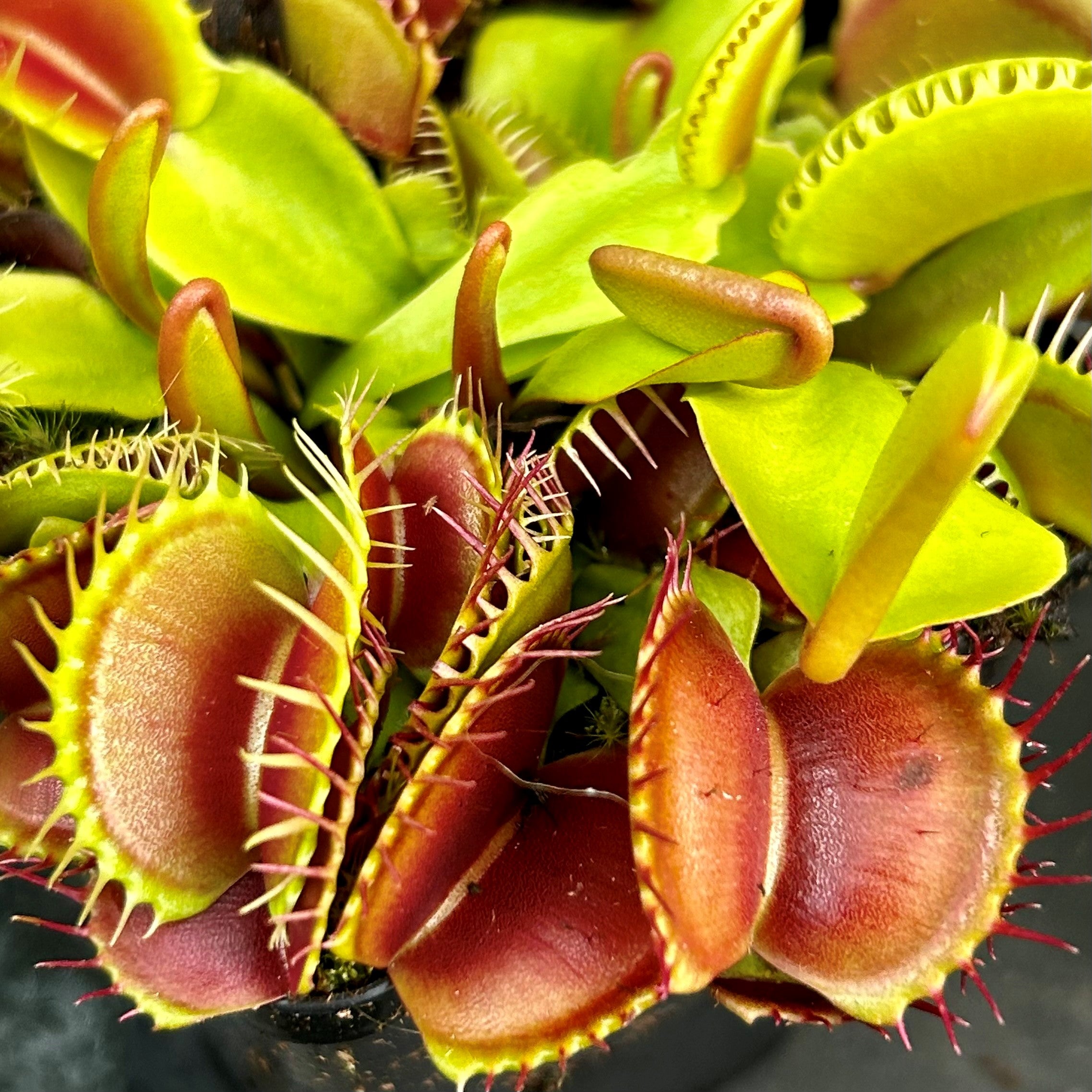 Dionaea muscipula - cv. 'Beastie Boy'