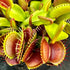 Dionaea muscipula - cv. 'Beastie Boy'