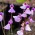 Utricularia blanchetii - Brazil