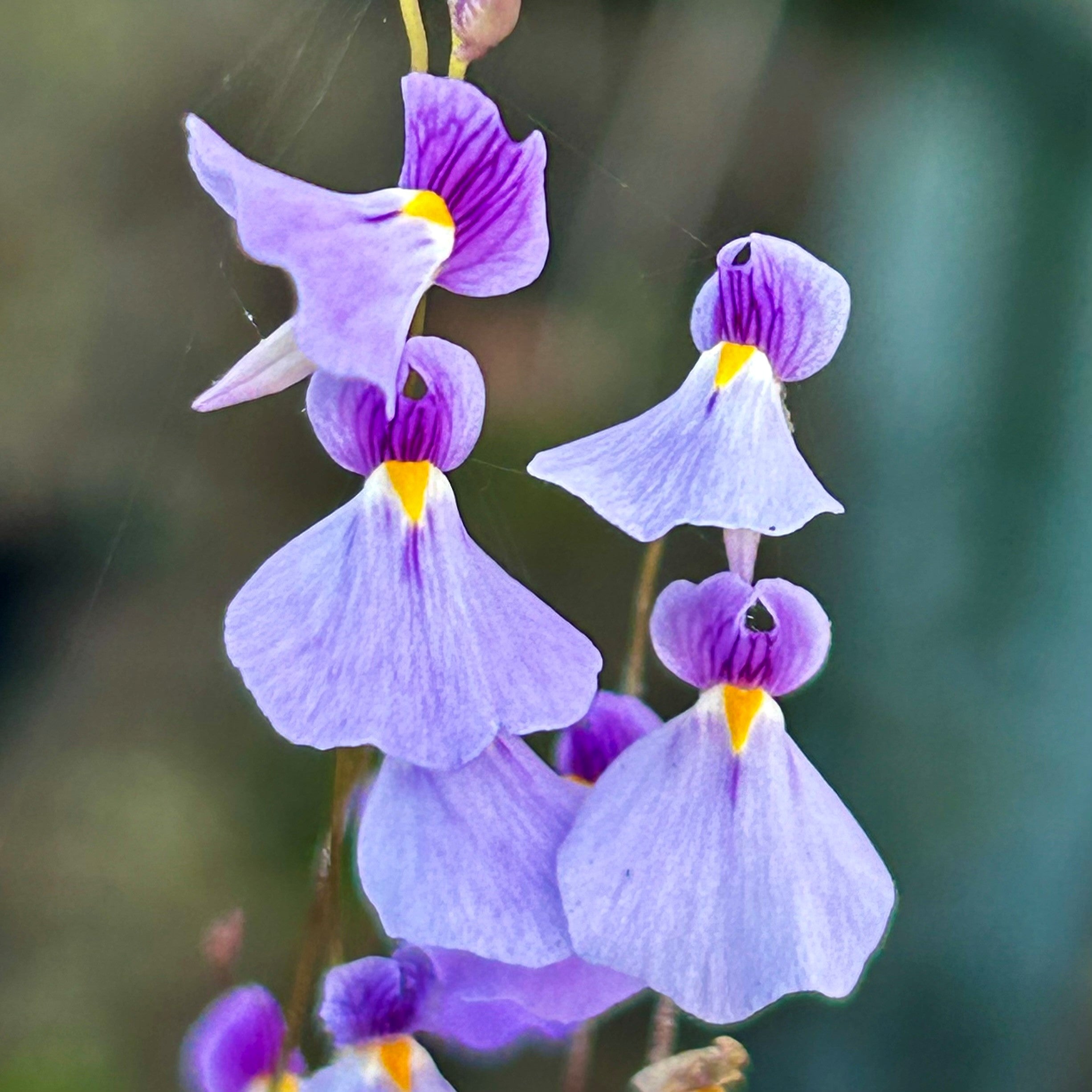 Utricularia blanchetii - Brazil