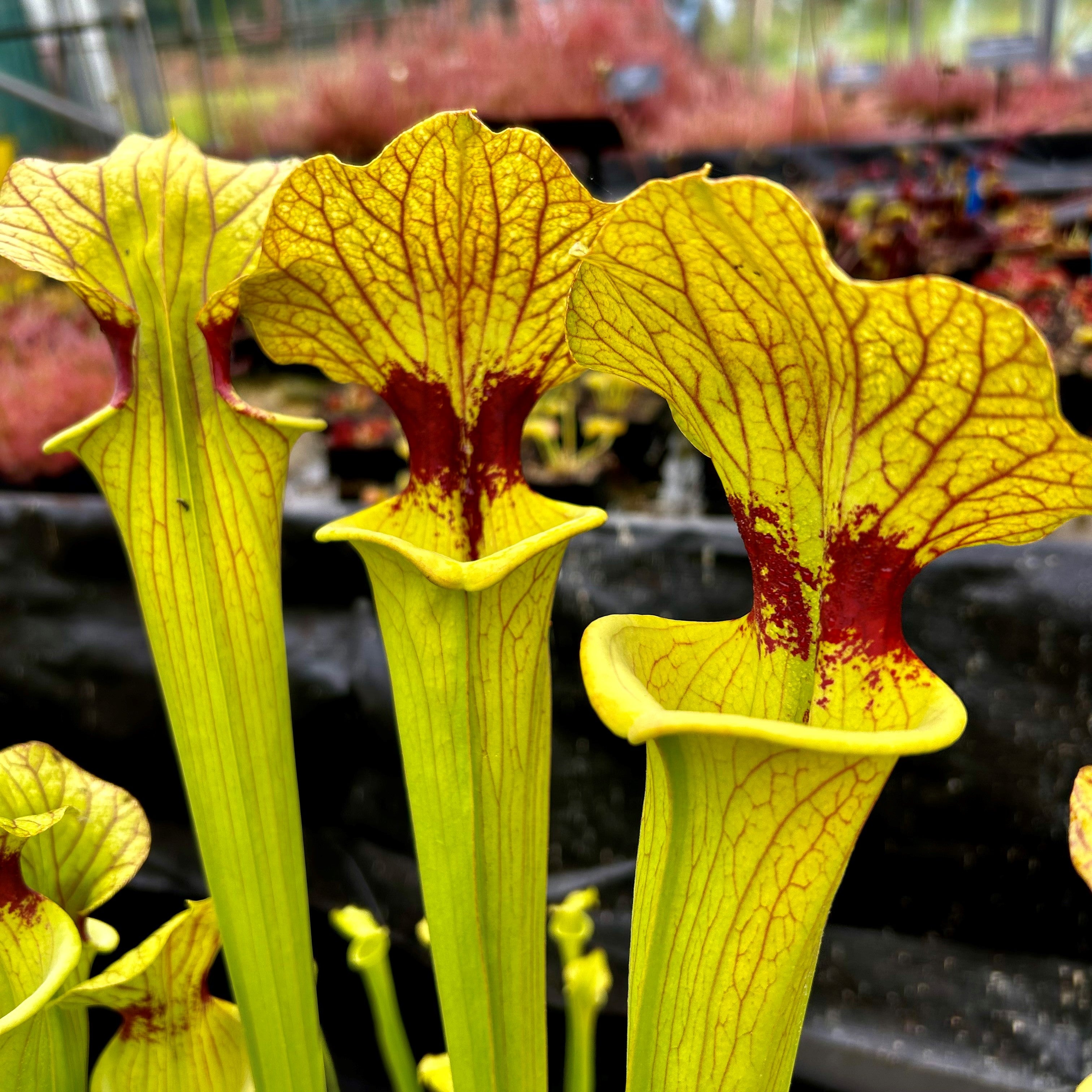 Sarracenia x moorei - cv. 'Brook's Hybrid'