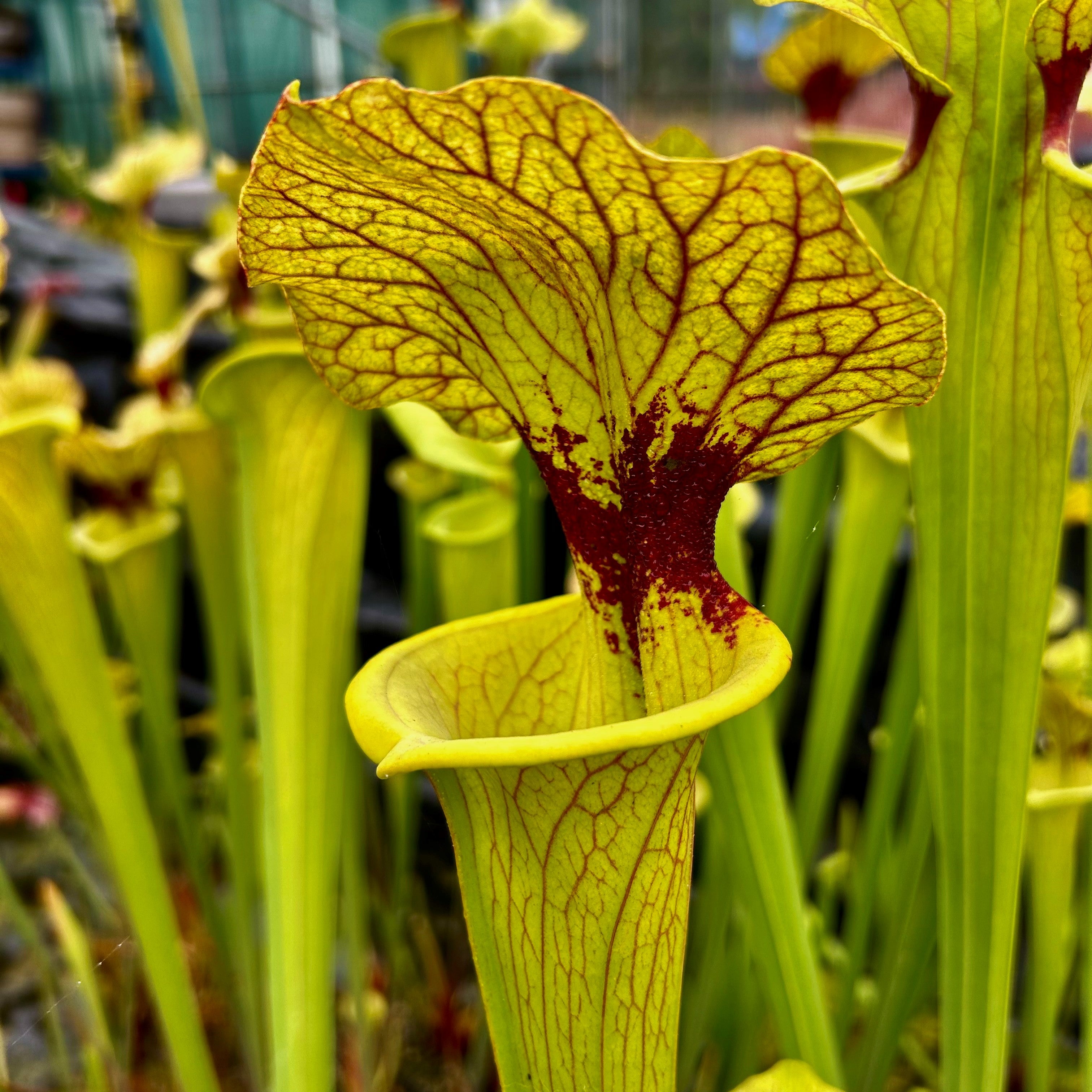 Sarracenia x moorei - cv. 'Brook's Hybrid'