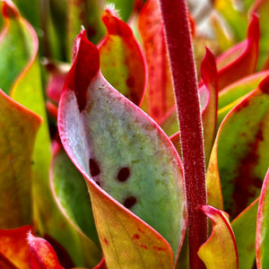 Heliamphora cerecea - Cerro Neblina CER-1