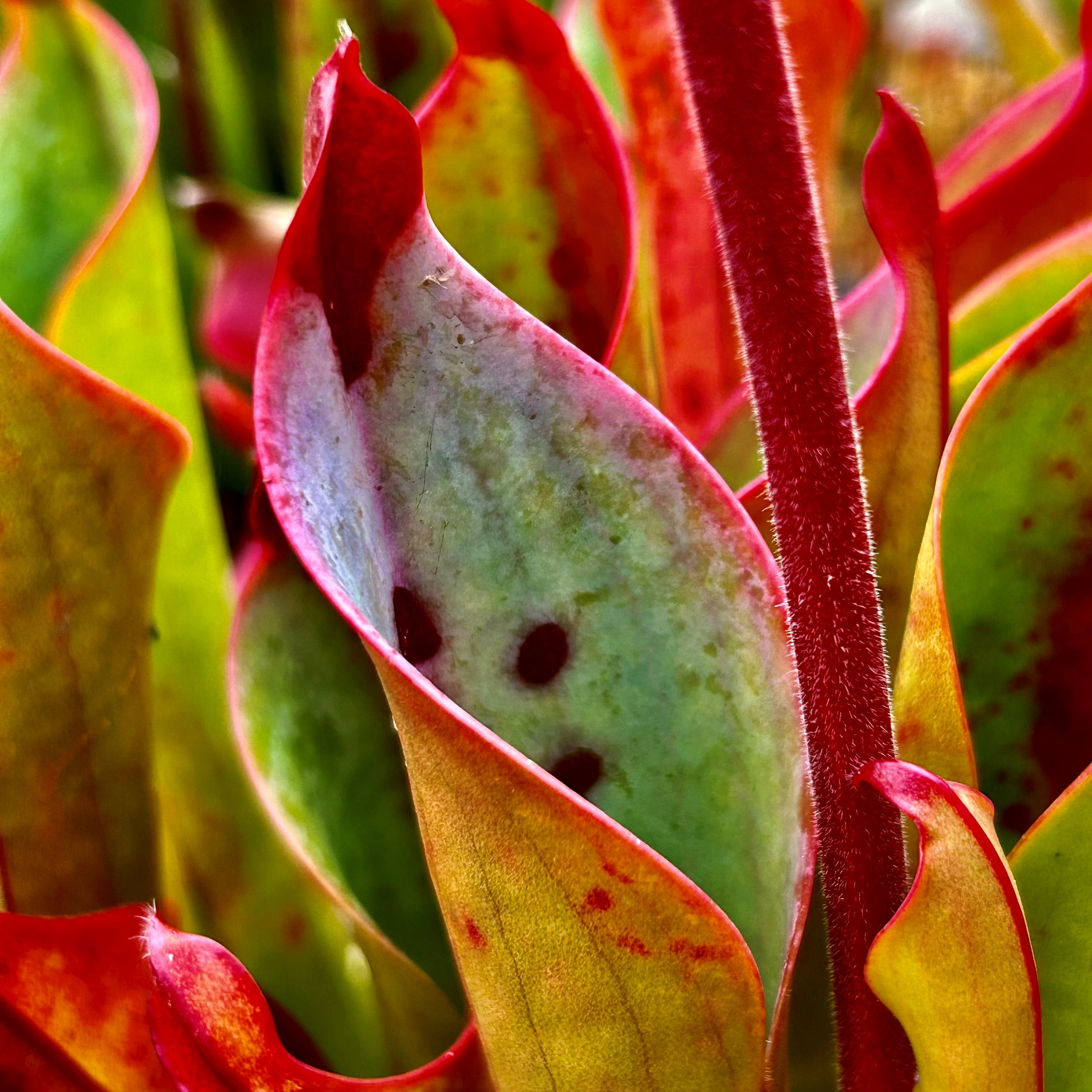 Heliamphora cerecea - Cerro Neblina CER-1