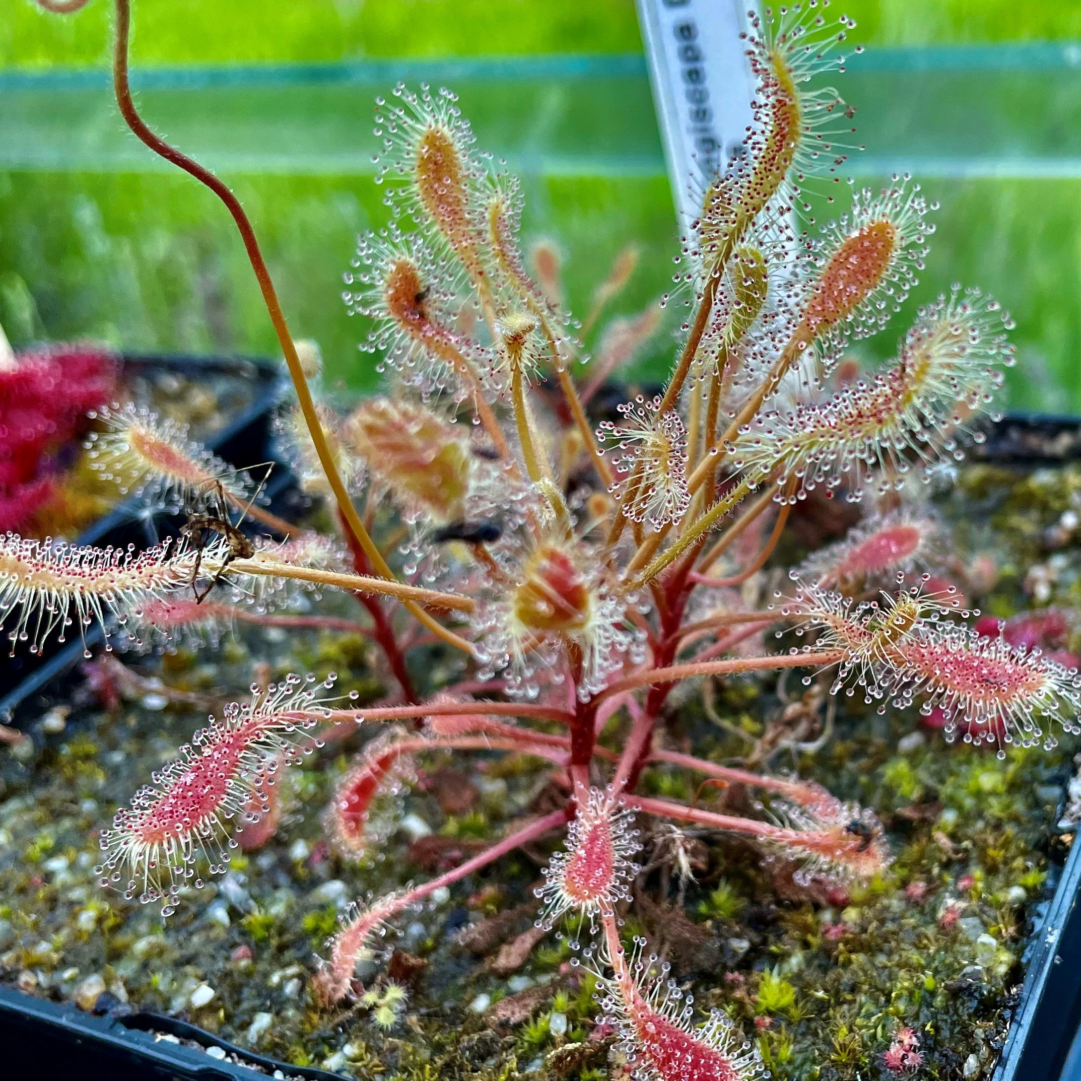 Drosera curvipes - South Africa