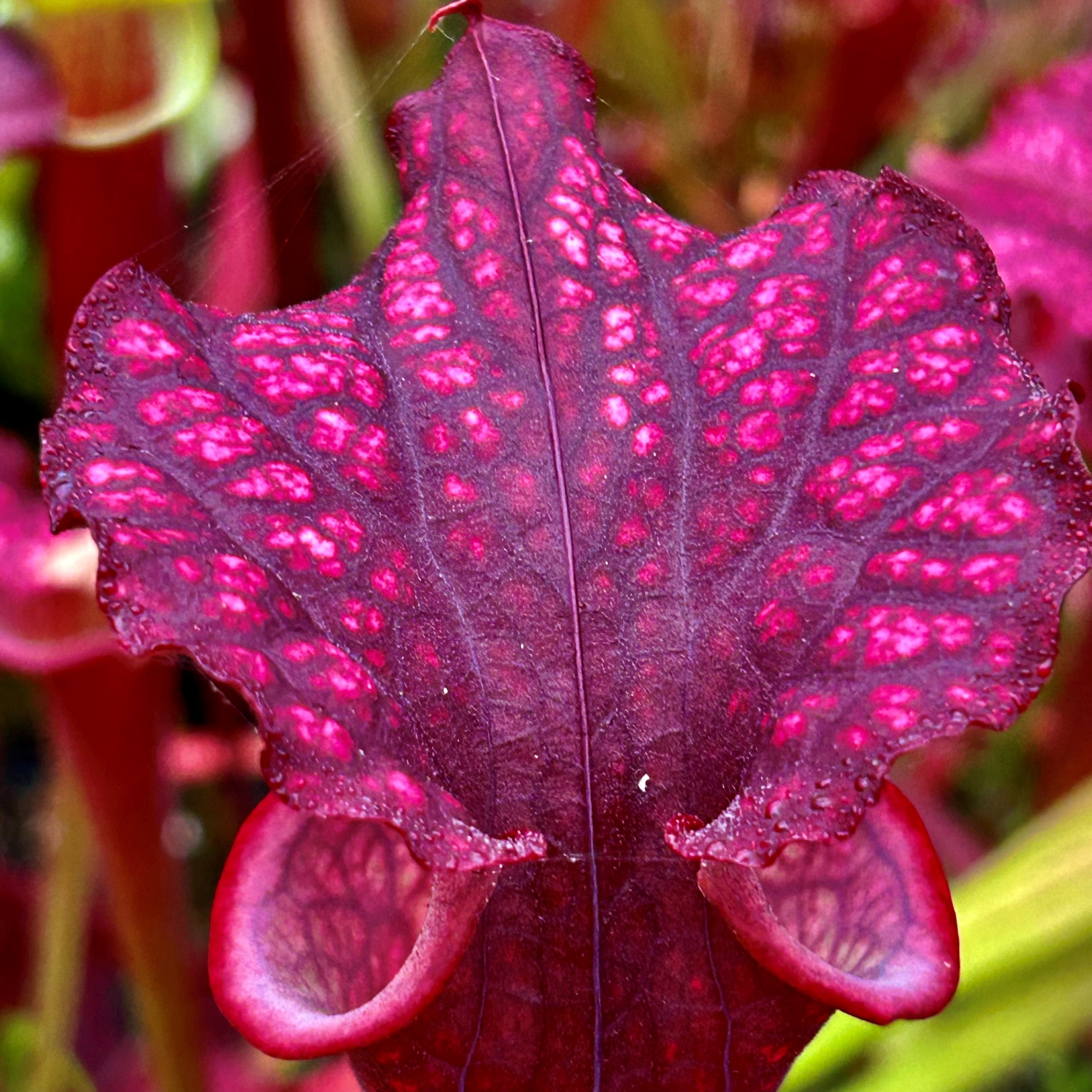 Sarracenia x moorei cv. 'Dedication'